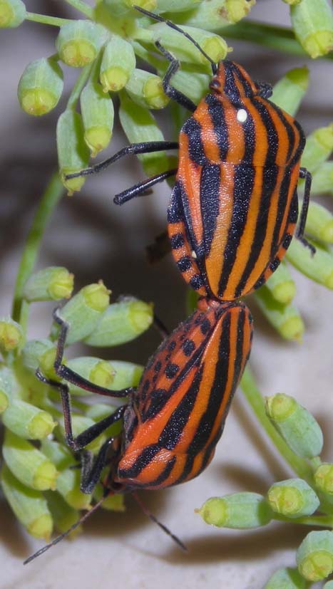 Graphosoma lineatum italicum